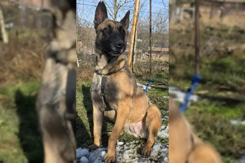 Malika – Malinois [reinrassig] – Foto 3