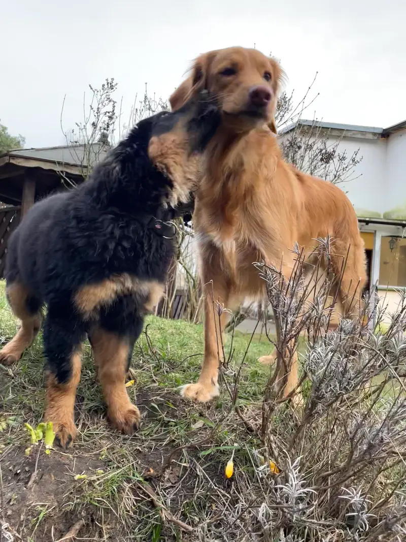 Hovawarte von Doberow – Hovawart – Foto 4