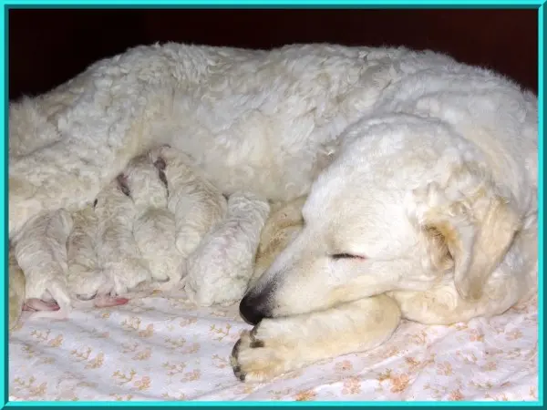 Haquani – Kuvasz hvalp – Billede 4