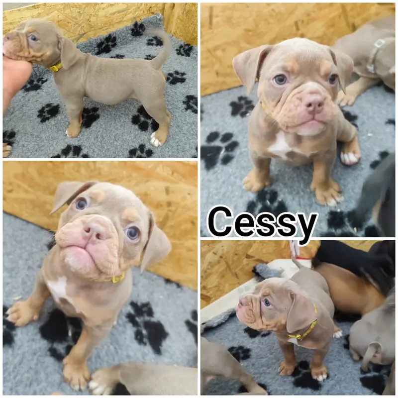 Cessy – štěně Old English Bulldog – Foto 2