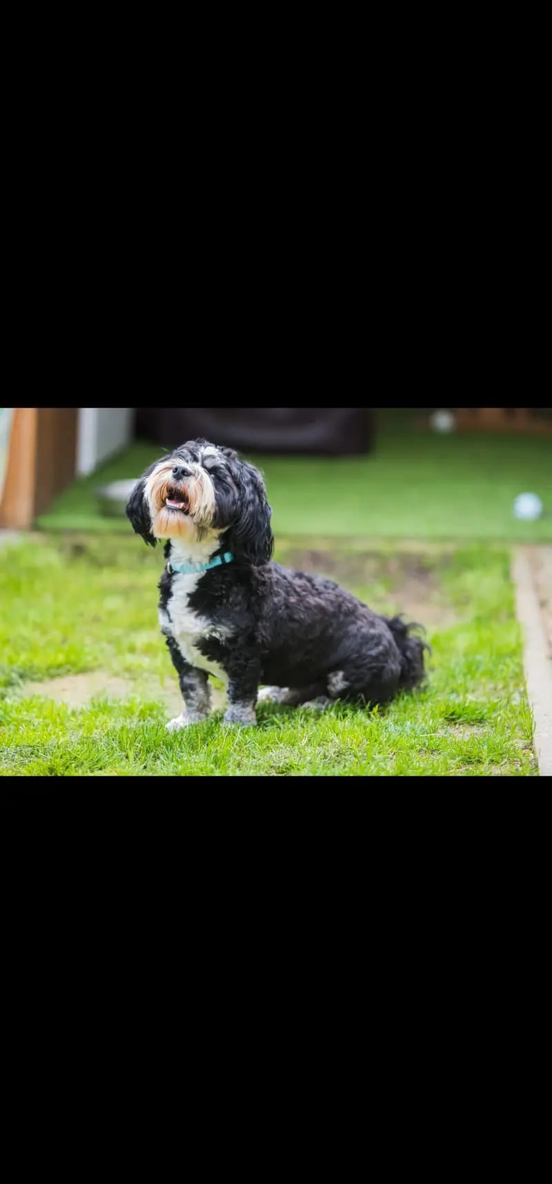 Willi from the fairy tail havanese gallery image 3
