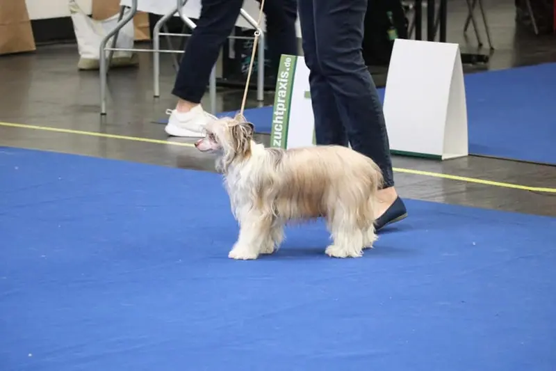 Crazy Cresteds Finola Panoh – Chinese Crested Dog – Foto 2