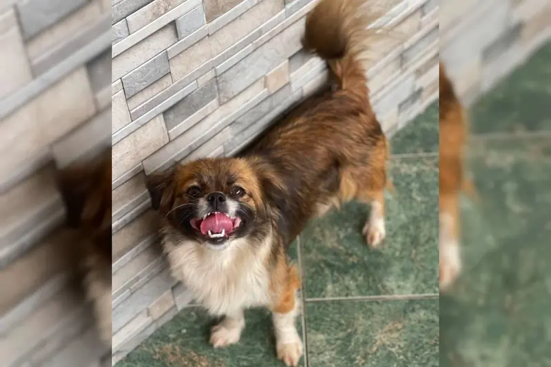 Fifi – Pekinese (Pekingese-Mix) – Billede 2