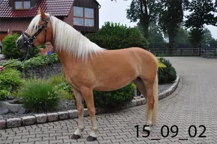 Fenja gallery image 2