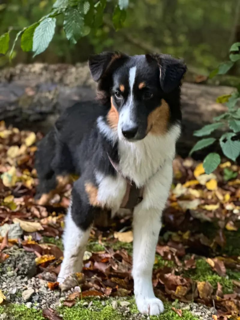 Australian-Shepherds-von Kleintischardt – Australian Shepherd – Photo 4