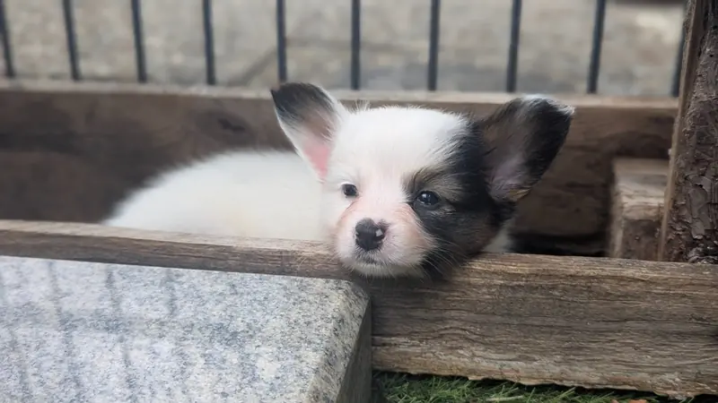 Deneb Durin von der Flussaue  – štěně Kontinentaler Zwergspaniel (Papillon) – Foto 3