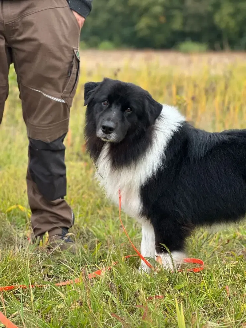 Australian Shepherd Deckrüde / Black bi / ASCA gallery image 2