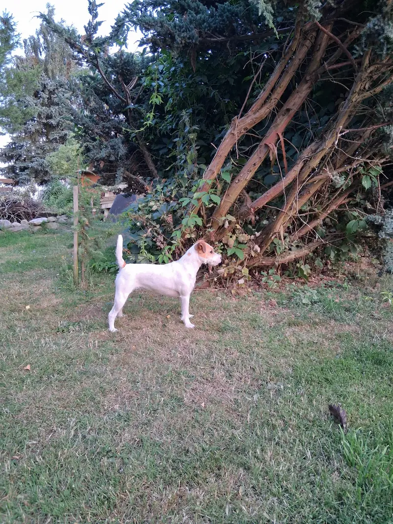 Finja vom Reichenwalder Land – Parson Russell Terrier – Photo 3