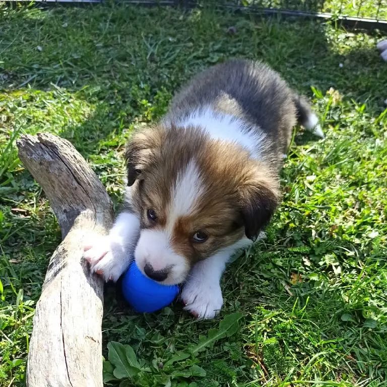 Rüde 2 – Border Collie幼犬 – 图片 2