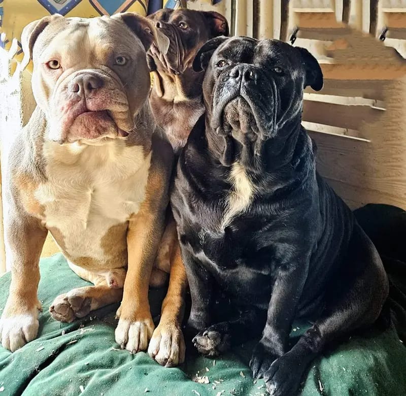 Heartbreaker-Bulldogs  gallery image 4