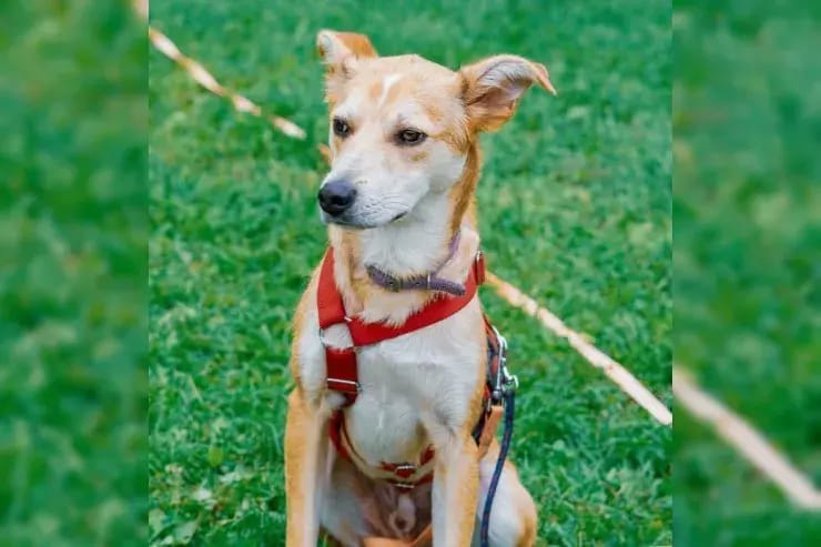 Loki gallery image 2