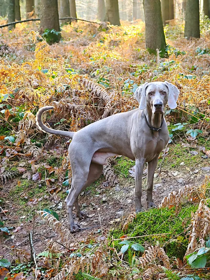 Kornelius "Cooper" vom Pfauenhof – Weimaraner – Zdjęcie 3