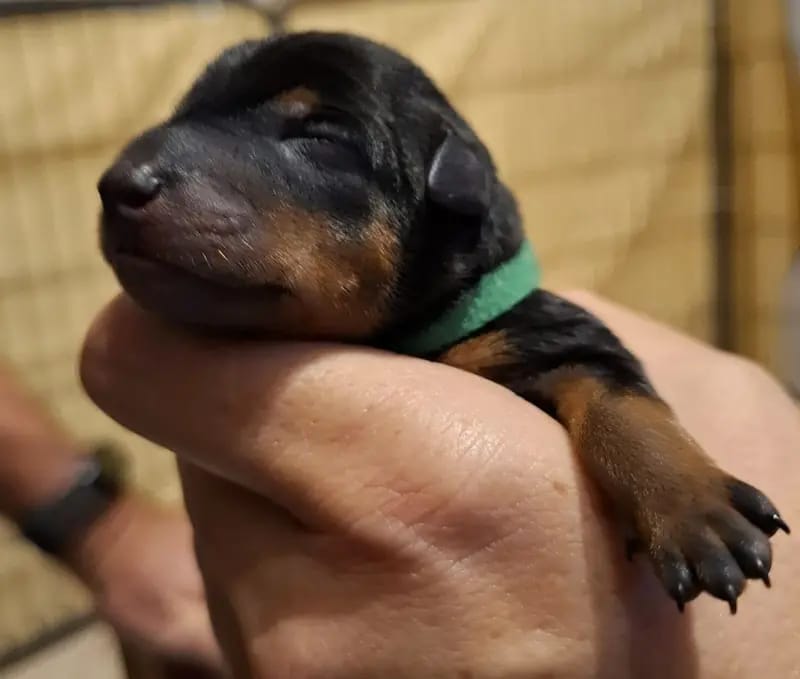 Jessie – Zwergpinscher Puppy – Photo 2