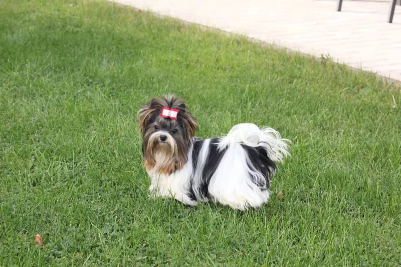 Erwachsene Biewer Yorkshire Terrier Rüde. – Cachorro de Yorkshire Terrier – Foto 3