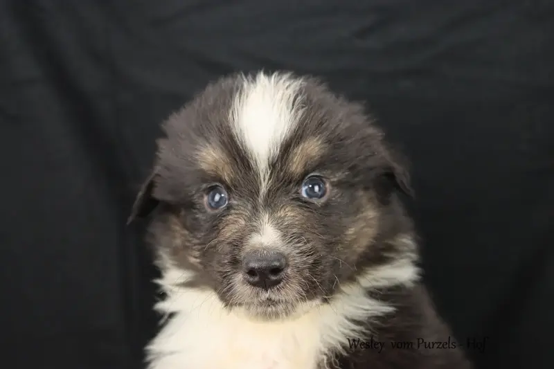 Wesley – štěně Australian Shepherd – Foto 2