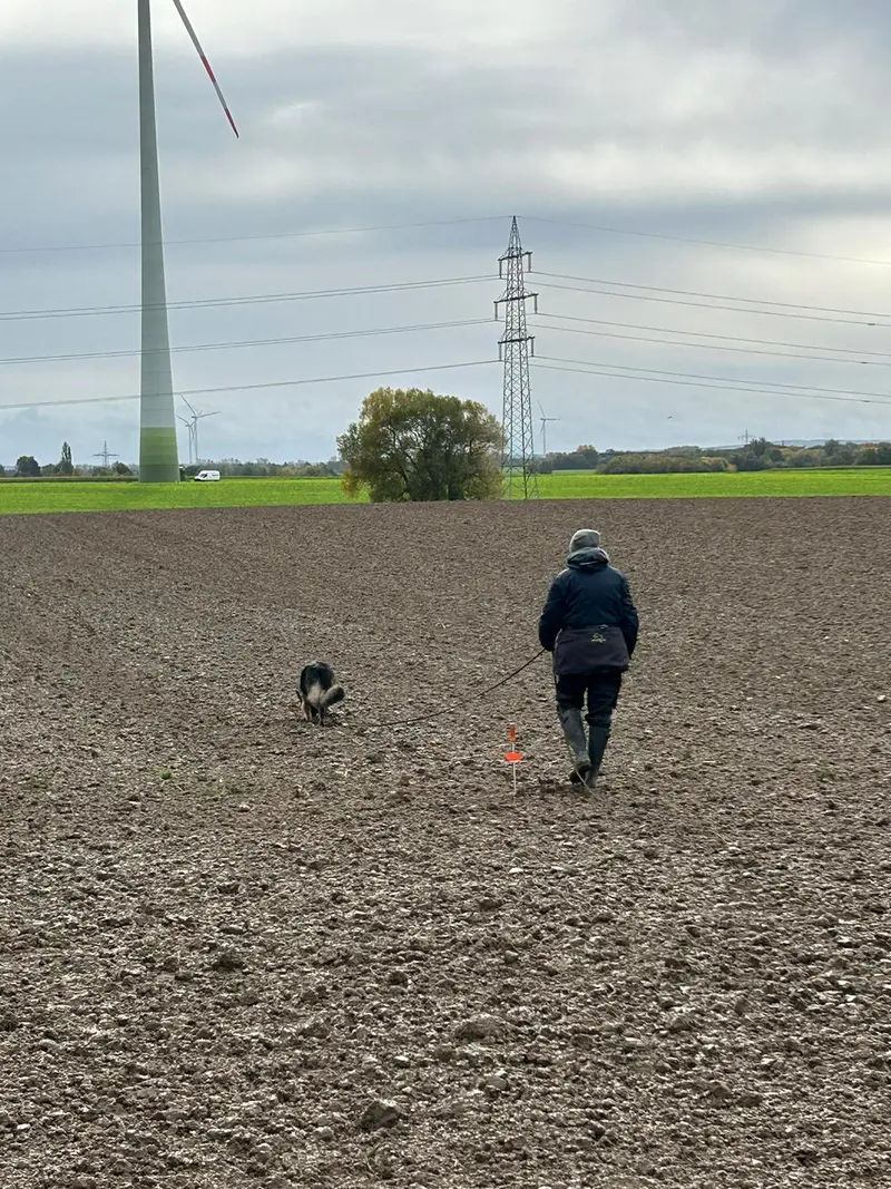 Zwinger vom Buchberger Wald – Deutscher Schäferhund – Photo 2
