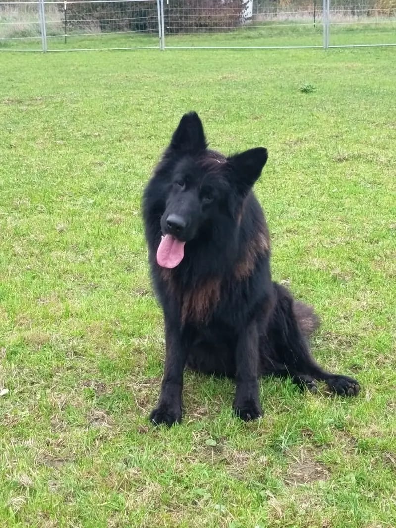 Altdeutscher Schäferhund-Deckrüde gallery image 2