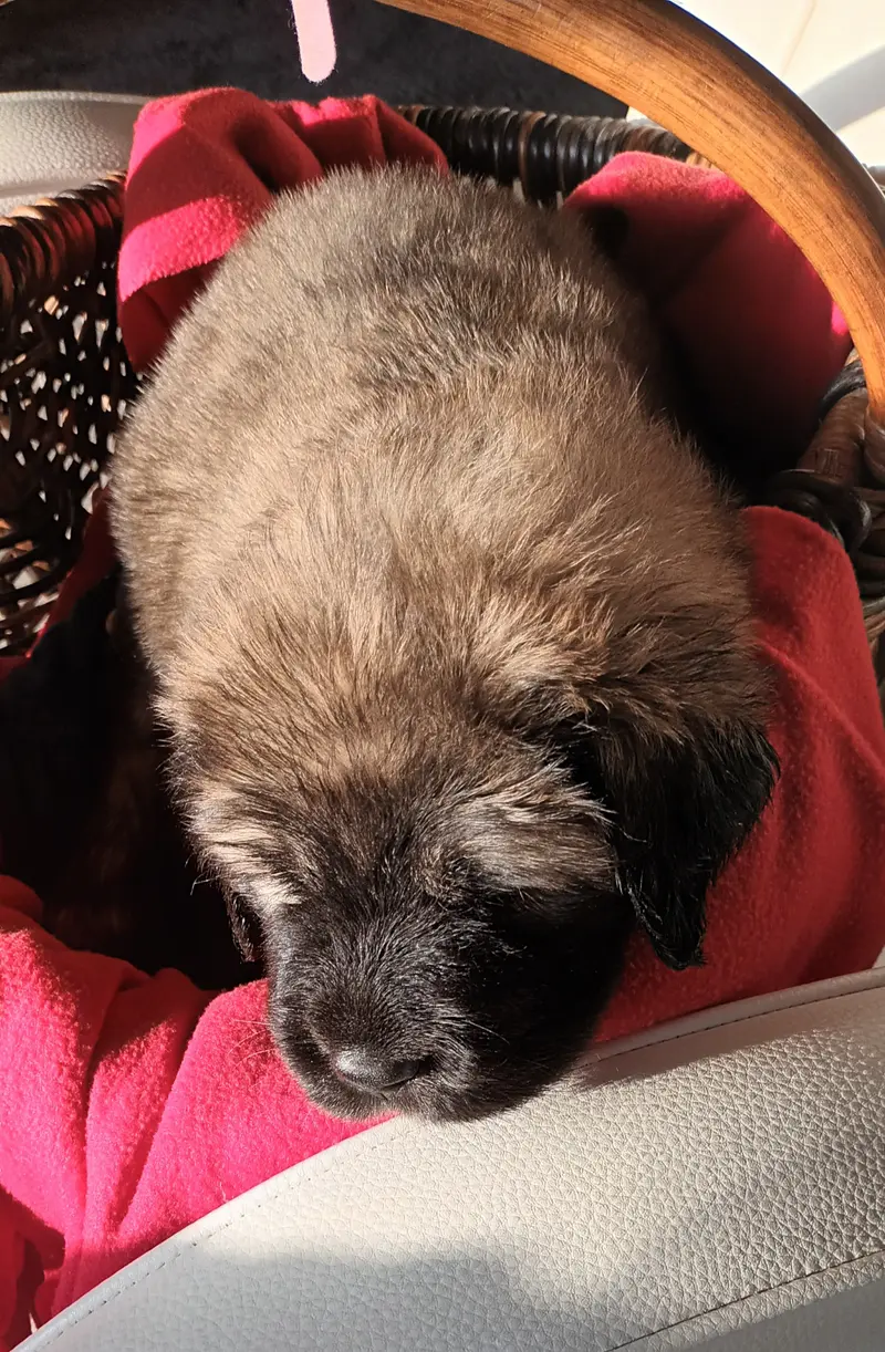 Bijou – štěně Tibet Mastiff – Foto 4