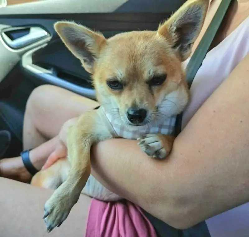 Xani – Chihuahua-Mix – Billede 2