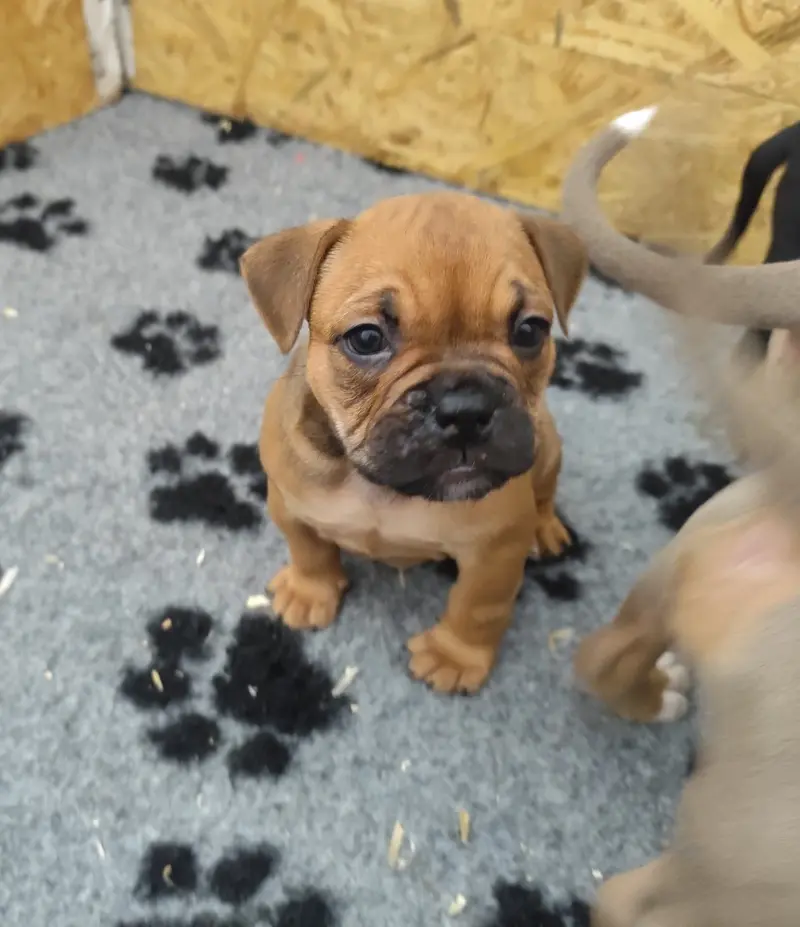 Donna – Cucciolo di Old English Bulldog – Foto 4