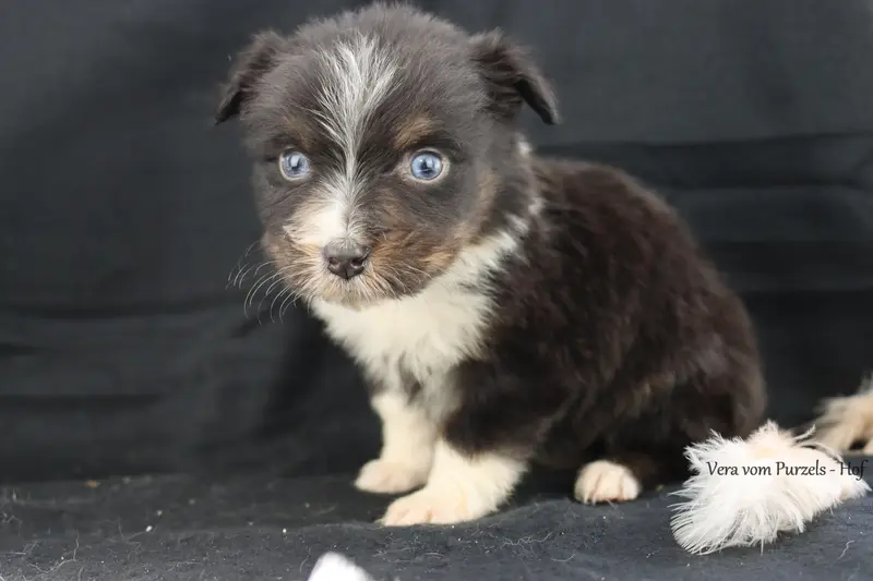 Vera – štěně Australian Shepherd – Foto 3