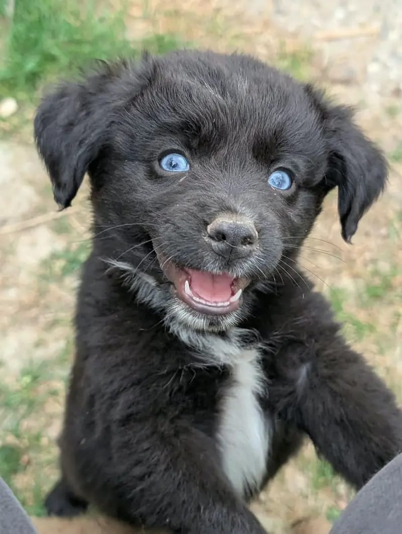 Ja – Australian Shepherd Welpe – Bild 4