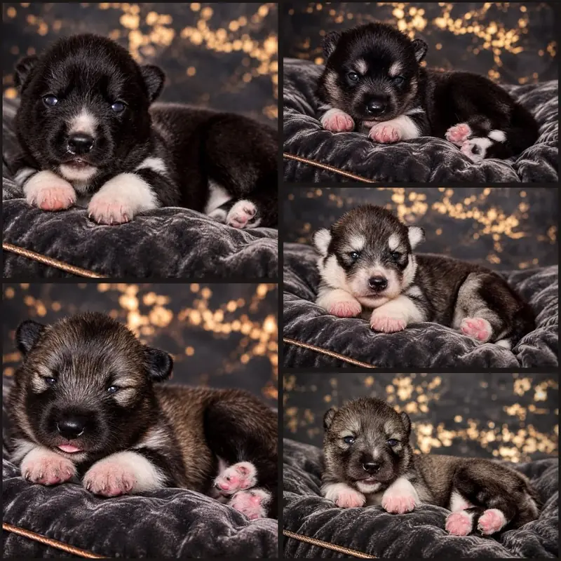 Déjà Vu of Snow Wolf Valley – Siberian Husky – Billede 3