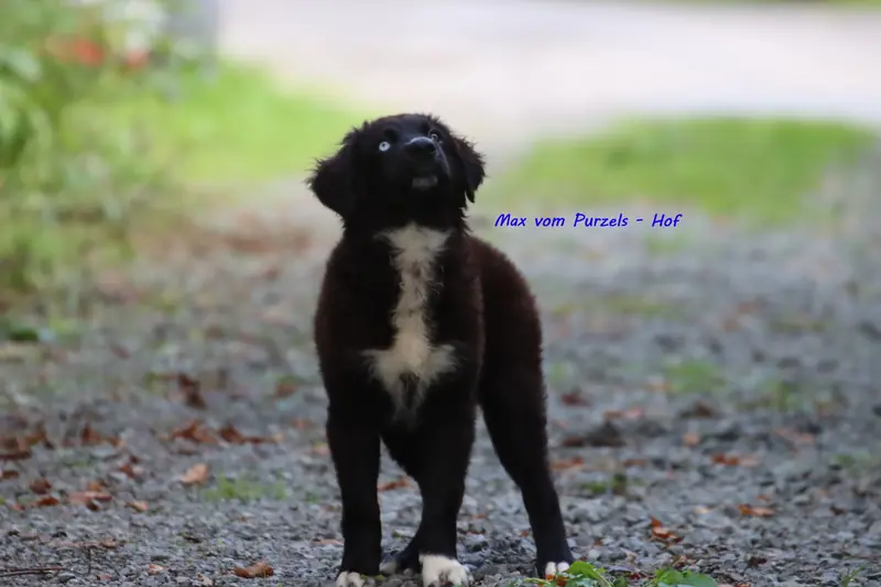 Max – Australian Shepherd Pup – Foto 3