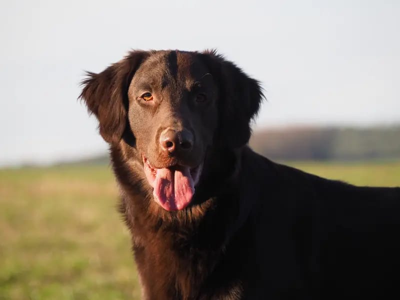Flat Coated Retriever vom Storchennest gallery image 2