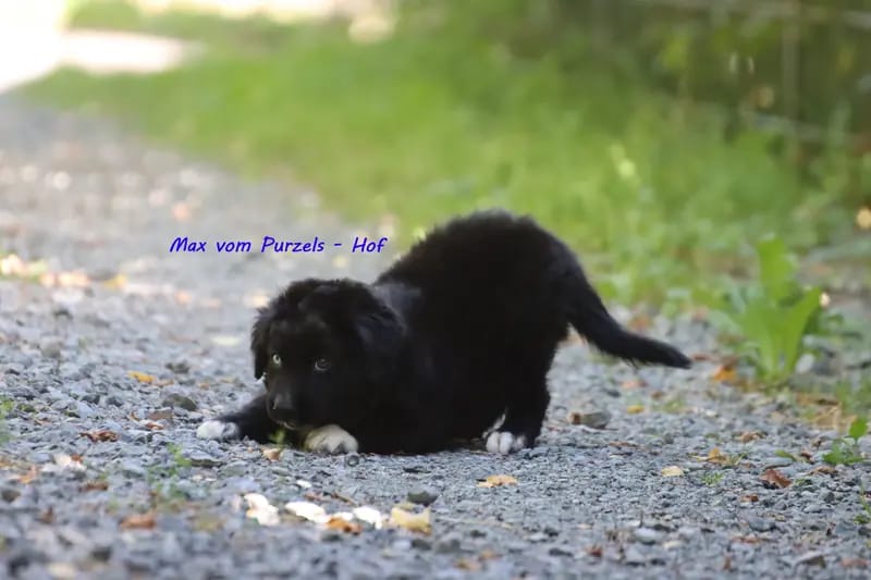 Max – جرو Australian Shepherd – صورة 2