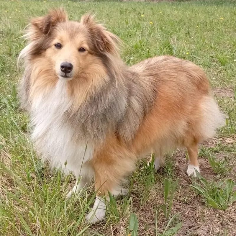 Christopher Robin – جرو Shetland Sheepdog – صورة 3