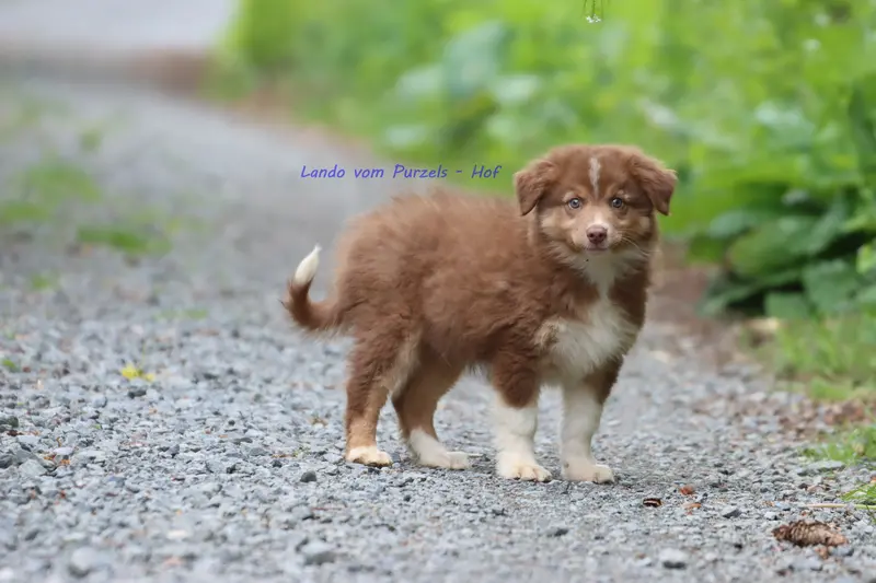 Lando – štěně Australian Shepherd – Foto 2