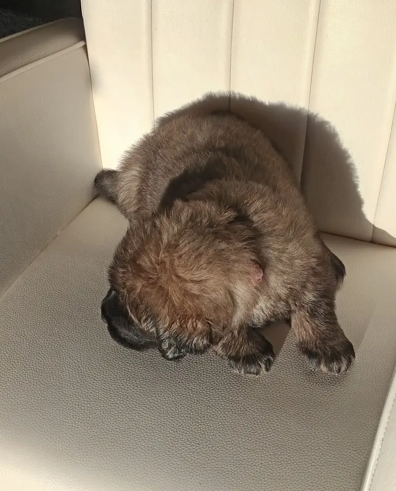 Bijou – štěně Tibet Mastiff – Foto 2