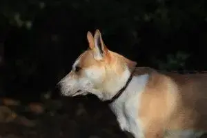 Yaro – Kurzhaar-Akita-Mischling – Foto 3