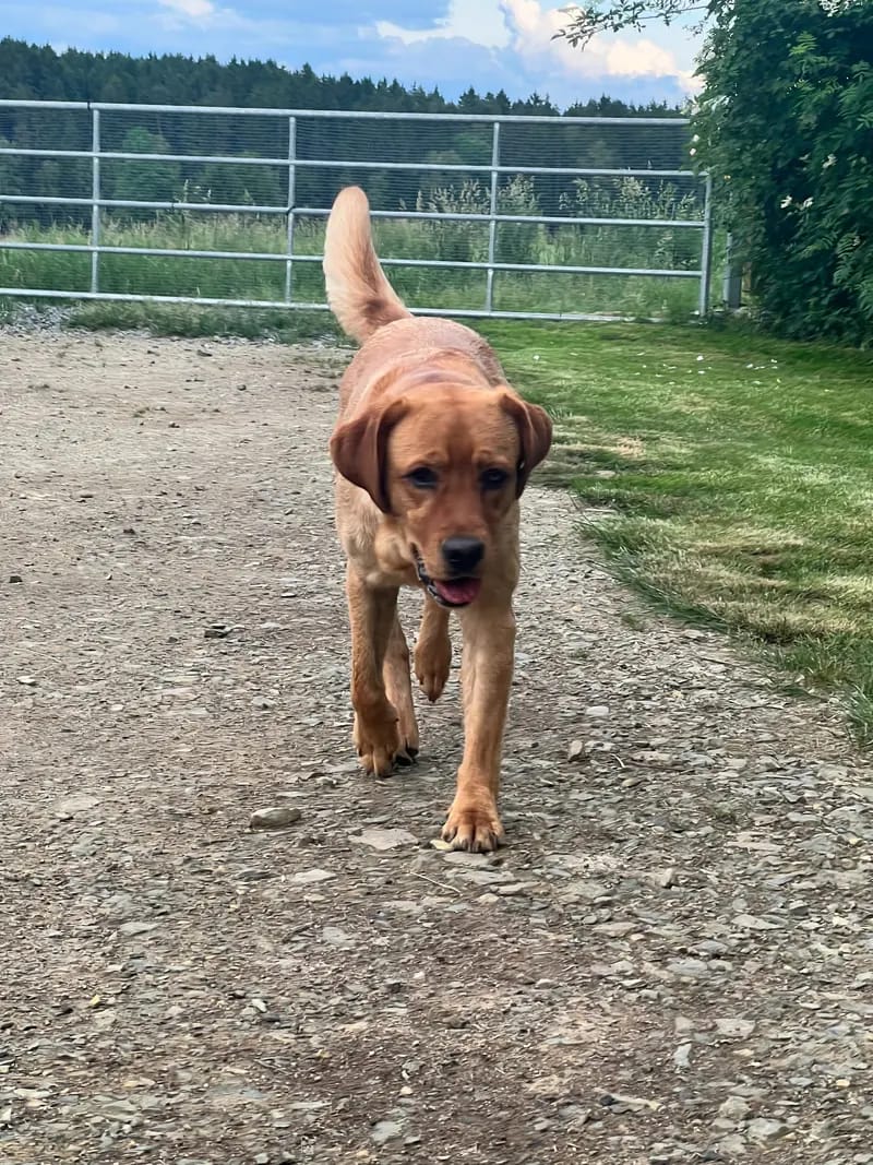Cinnamon Cake Thunderovlabs – Labrador Retriever – Zdjęcie 4