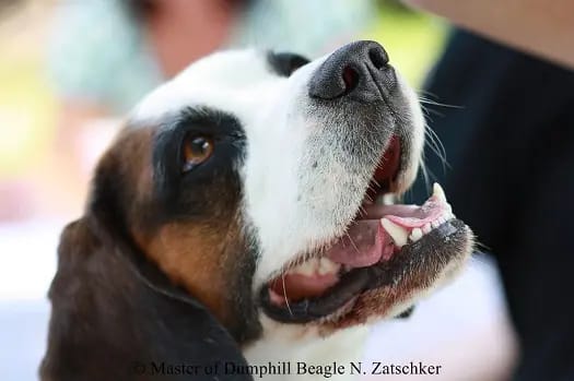 Pluto vom Liebensteiner Schloss – Beagle – Billede 2