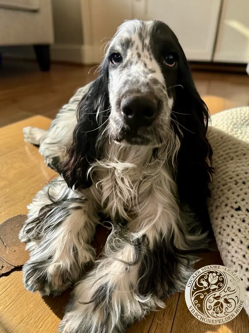 Tucker  vom Marschenland – English Cocker Spaniel – Bild 2