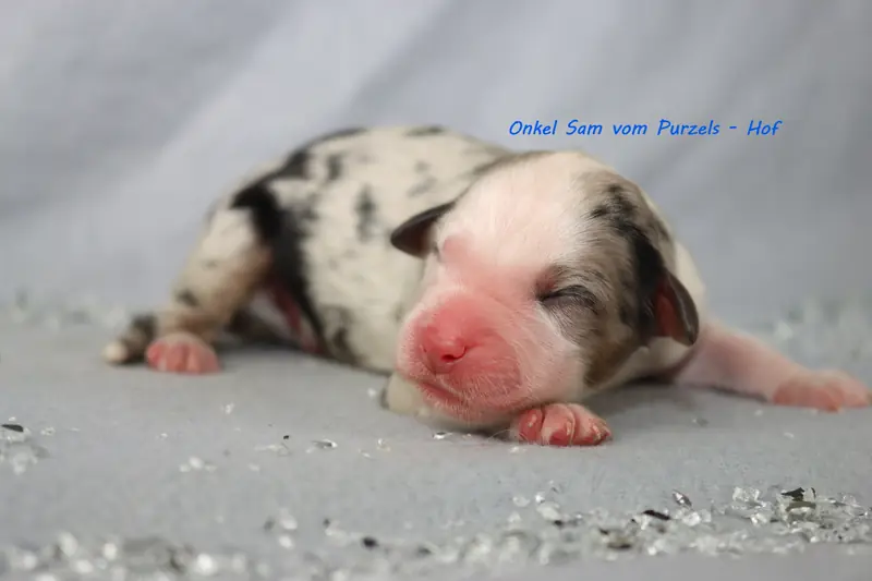Onkel Sam – Australian Shepherd Pup – Foto 3