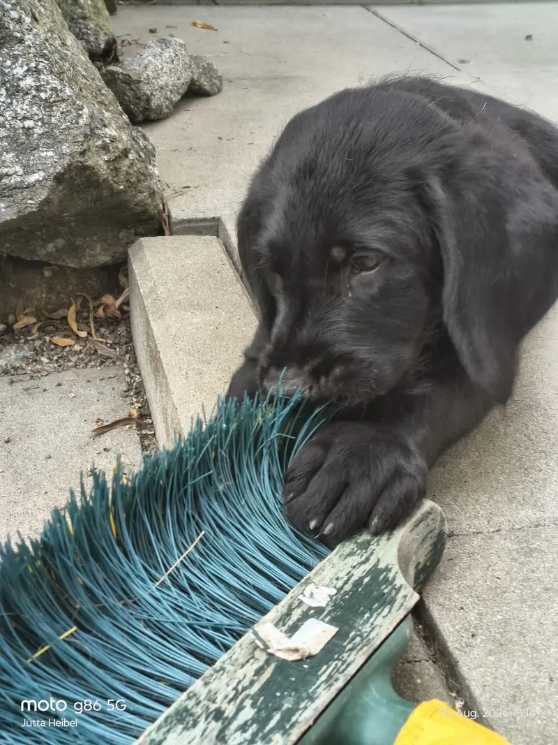 Yeman – Labrador Retriever hvalp – Billede 3