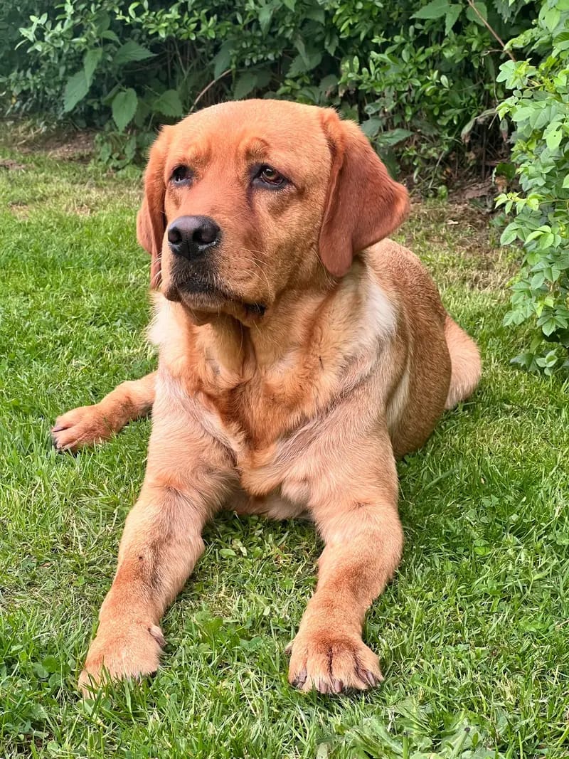Cinnamon Cake Thunderovlabs – Labrador Retriever – Zdjęcie 2