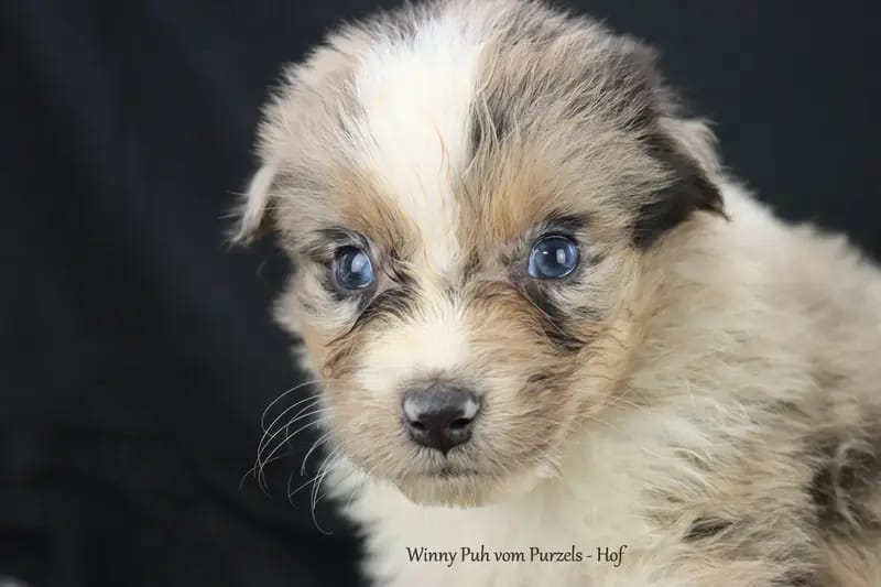 Winny Puh gallery image 4