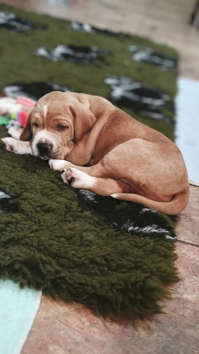 Magyar Vizsla Puppy – Photo 2