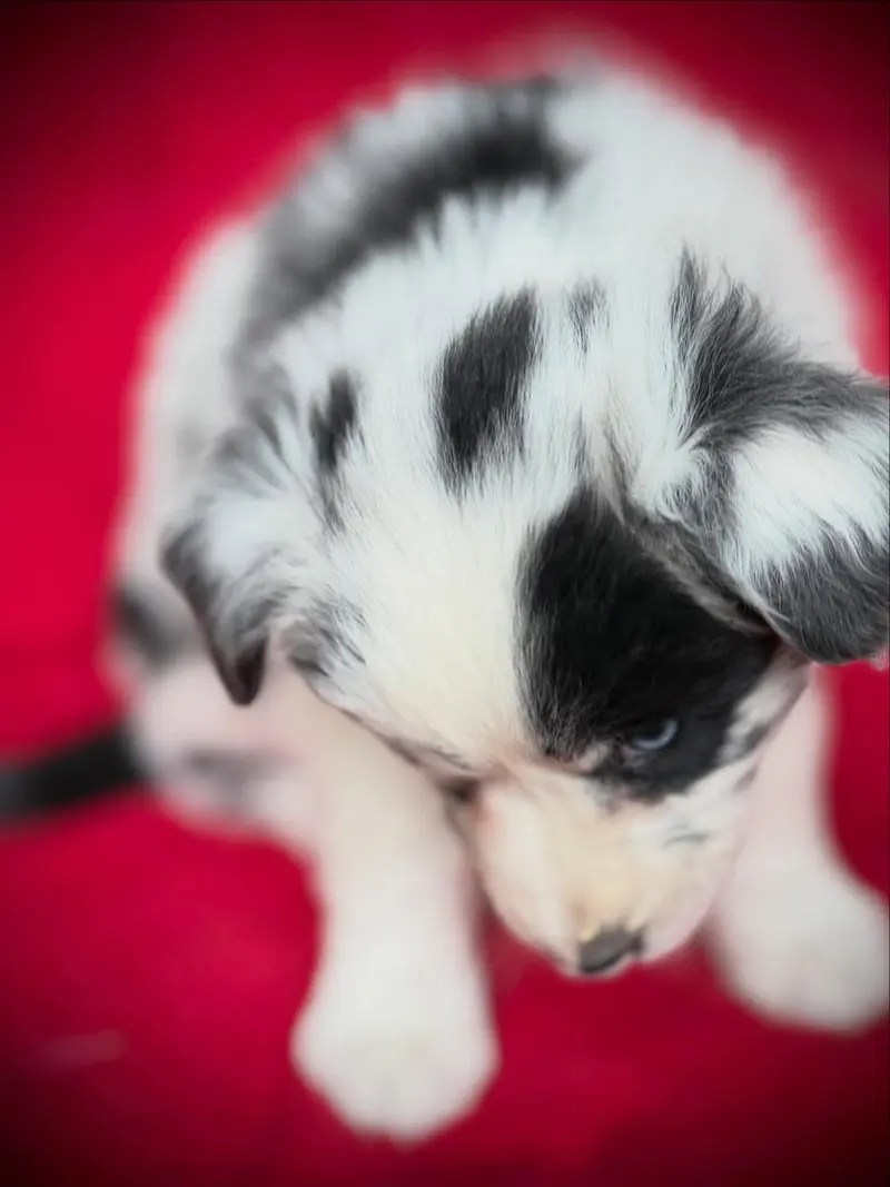 Freckles Elsie of the Hillbillies – štěně Australian Shepherd – Foto 3