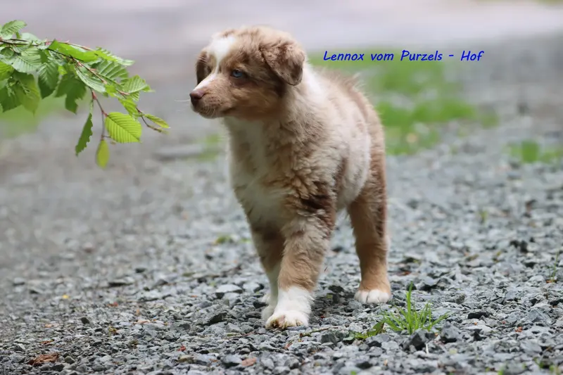 Lennox – štěně Australian Shepherd – Foto 4