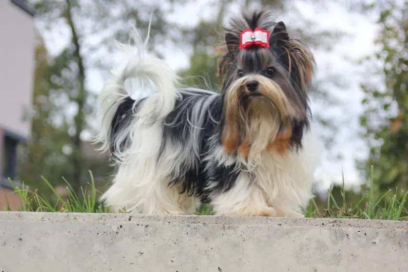 Erwachsene Biewer Yorkshire Terrier Rüde. – Cachorro de Yorkshire Terrier – Foto 2