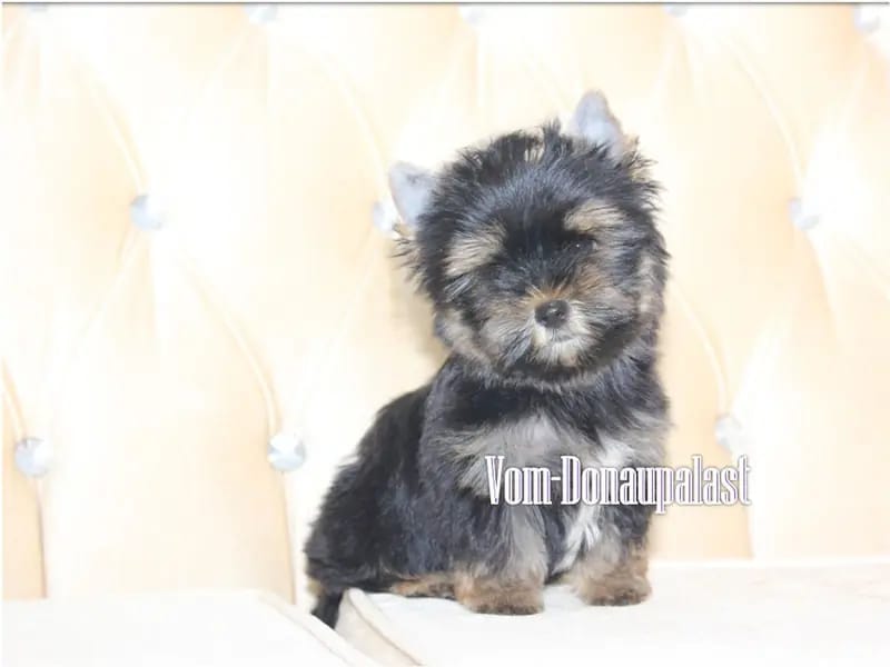 Yorkshire Terrier Welpen aus seriöser Hundezucht. gallery image 2