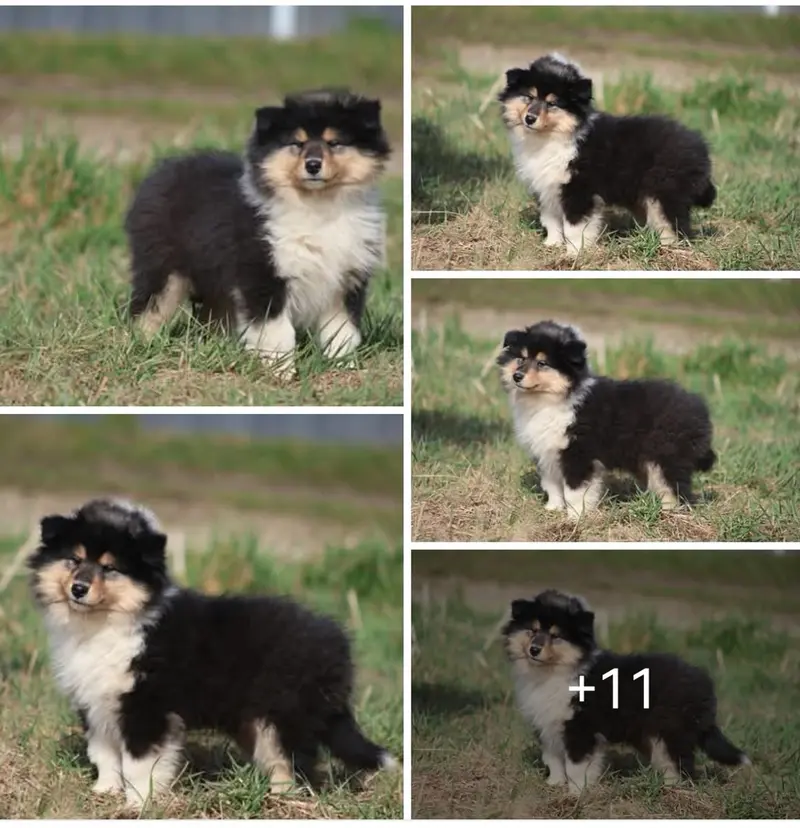 SÜSSES TRICO Girl VDH/TOP Colliewelpen sind ab sofort auszugsbereit – štěně Collie (Langhaar) – Foto 2