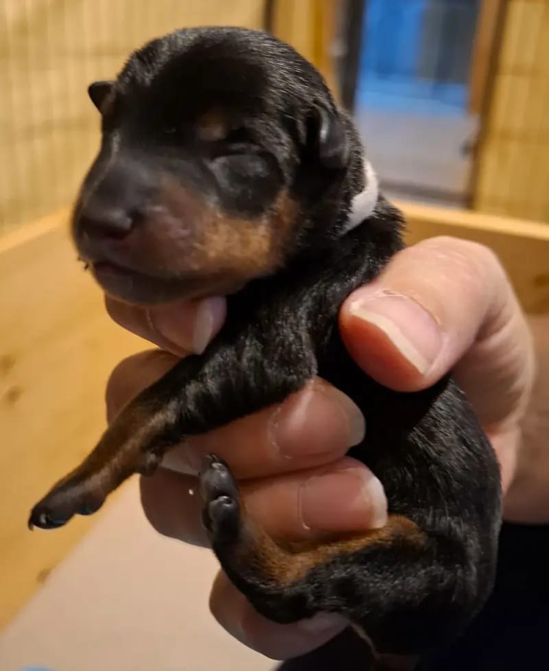 Josie – Zwergpinscher Puppy – Photo 3