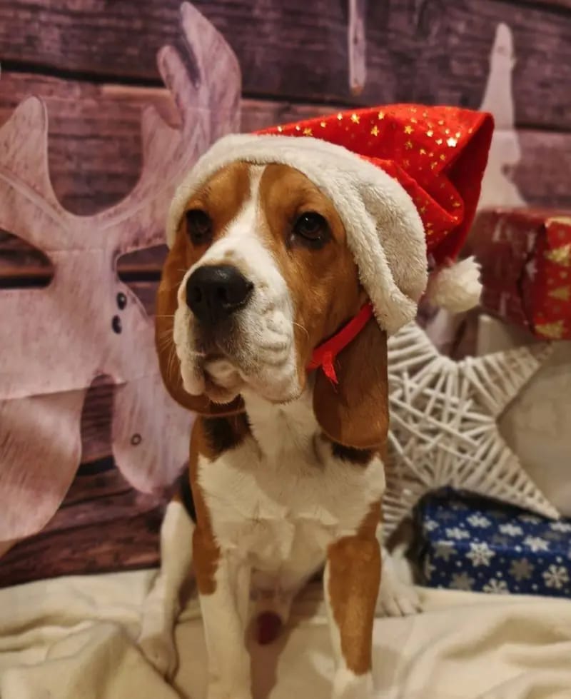 Beagle-Deckrüde \"Chewie\" gallery image 2
