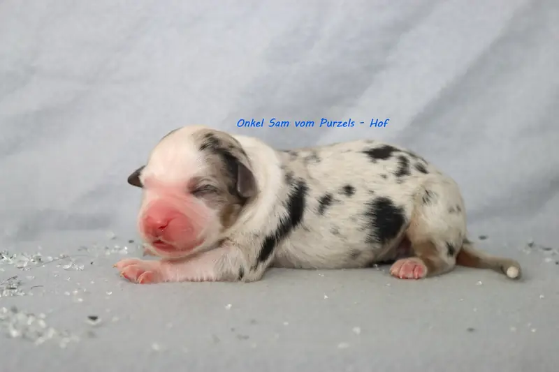 Onkel Sam – Australian Shepherd Pup – Foto 2